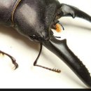 대구곤충마트 이미지