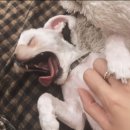 사랑을 만드는사람들 | 2026년 추천작! 대가 없는 사랑을 배우게 되는 다큐 영화 <나무의 노래> 후기