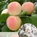 잼 태양광발전소 이미지