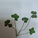 네잎 클로버 (Four-leaf clover) 이미지