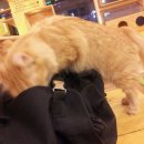 러브 스핑크스 이미지