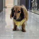 26260-09-21-037 | 영샤이♥엘크 자견 건강하고 안전한 장모닥스훈트 분양받으세요!