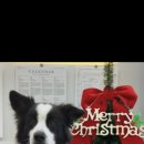 댕모먼트 이미지