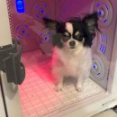 알로하오에 이미지