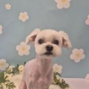 코코미용 - 구미시 야은로 479 | 🐶 천안 애견미용 맡기기 좋은 코코그루밍 후기