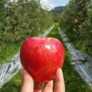 광전농장 이미지