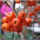 연합농장 이미지