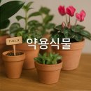 약용식물관리사 자격증 전망과 시험 노하우