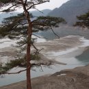 강과소나무 이미지