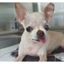 더바름동물병원 이미지