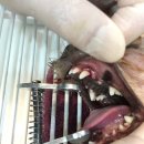 아마존동물병원 이미지