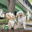 서메디 | 뒷다리 근육이 많이 빠진 뒤 더 신중하게 고른 메디퍼피 강아지 관절 근육 영양제 급여후기