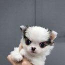 내 품안의 반려견 이미지