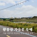 장성김밥 | 10월 가을 축제 장성 황룡강 가을꽃 축제 개화상황 음식 공연 후기