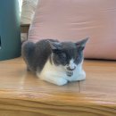 천사냥 | [수원/화서] 냥보고심쿵 | 수원 고양이 카페가서 실내 데이트한 후기ヾ(*ΦωΦ)ﾉ