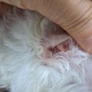 Dr. 오즈 동물병원 이미지