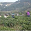 보성녹차닷컴 이미지