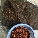 도토리2