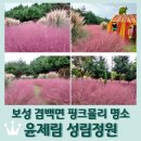 득량면사무소 | 보성 겸백면 가볼만한곳 <윤제림> 성림정원 핑크뮬리 개화상황