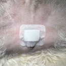 남양주동물병원 이미지