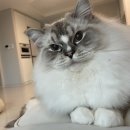 에몽캐터리 이미지