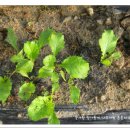 가우정인 이미지