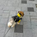 반려인 | 바잇미 레타필름커버자켓 반려견+반려인세트 내돈내산 솔직후기