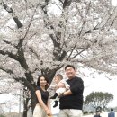 군산월명종합경기장주경기장 | 군산 벚꽃 명소 TOP🌸 월명체육관 아기랑 강아지 동반 나들이 (가족사진 스팟)
