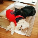 아롱이네 이미지