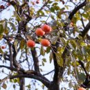 별감집민박 이미지