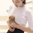 강아지분양 더펫 이미지