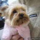 도그바라기 이미지