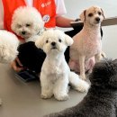 놀러오개 애견유치원 애견호텔 천안점 이미지