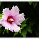 샤론화원 이미지