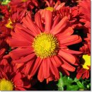 10월 1일 국화(빨강)(Chrysanthemum) [國軍의 날] 이미지