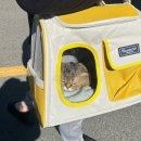 야옹아 놀자 포항점 이미지