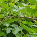 오드래산방 이미지