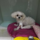 배곧코코동물병원 이미지