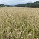 하눅베이커리 이미지