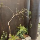 힐링애견샵 이미지