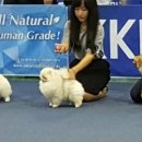 티나리안 이미지