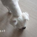 Dr.K 종합동물병원 이미지