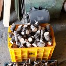 엉게나무 이미지