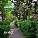 숲길 이미지