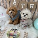 졸리쇼 | [울산 강아지 유치원] 졸리쇼 후기