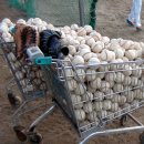 [박동희의 입장] 고교 야구부 정원제, 본질이 아닌 꼼수다. 이미지