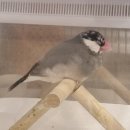 pet09너8663 | 도쿄 고쿠분지역(国分寺駅) 근처 앵무새 가게 피콜리 아니마리(Piccoli Animali) 방문 후기