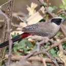 Black-Cheeked Waxbill 검은뺨 단풍조 기르기 이미지