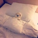 페리테일 이미지