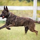 착한강아지 이미지